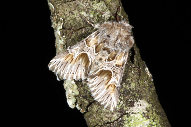 Amephana aurita  - Copyright Denis Bourgeois